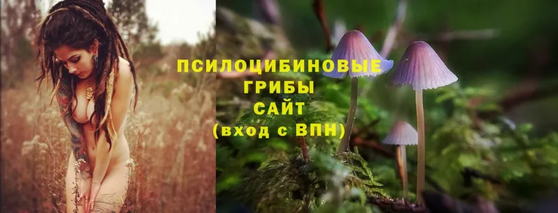 Галлюциногенные грибы MAGIC MUSHROOMS  где найти наркотики  Грязовец 